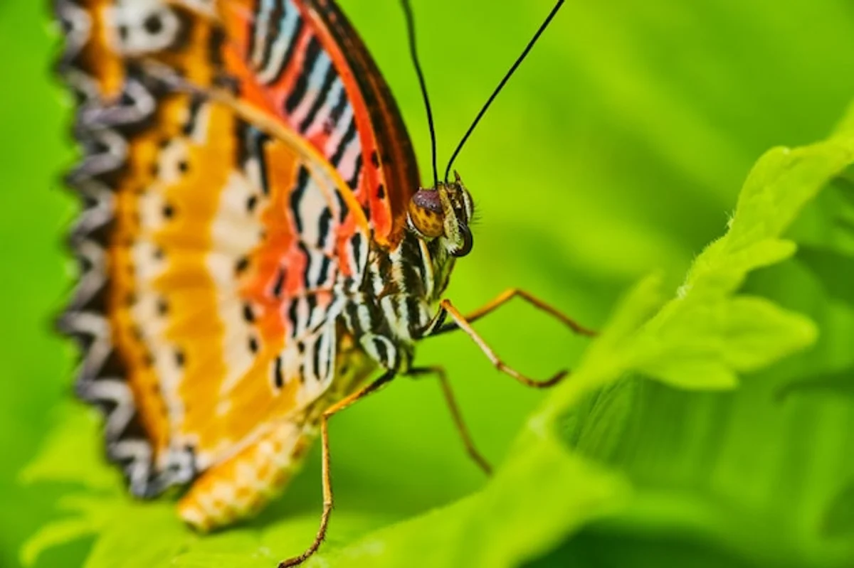 lacewing on leaf macro