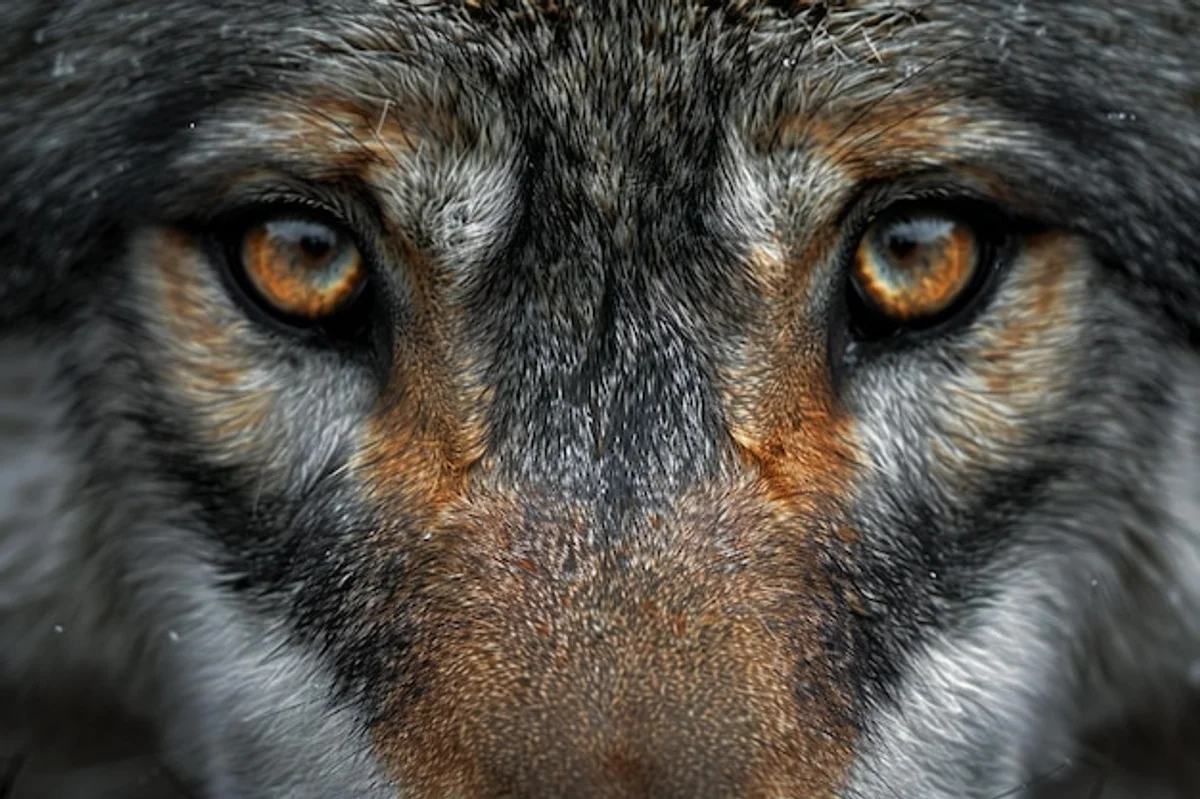 close up wolf dog similarity face fur eyes