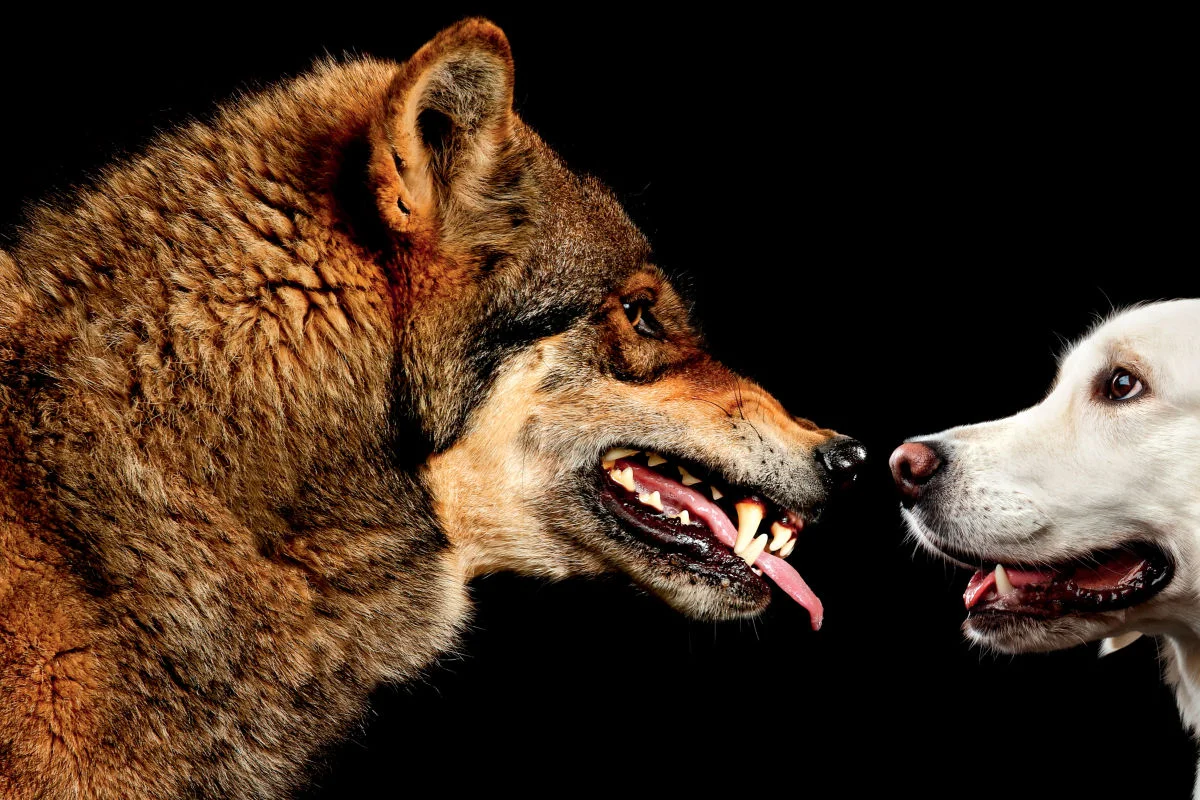 dog and wolf behavior daily life comparison