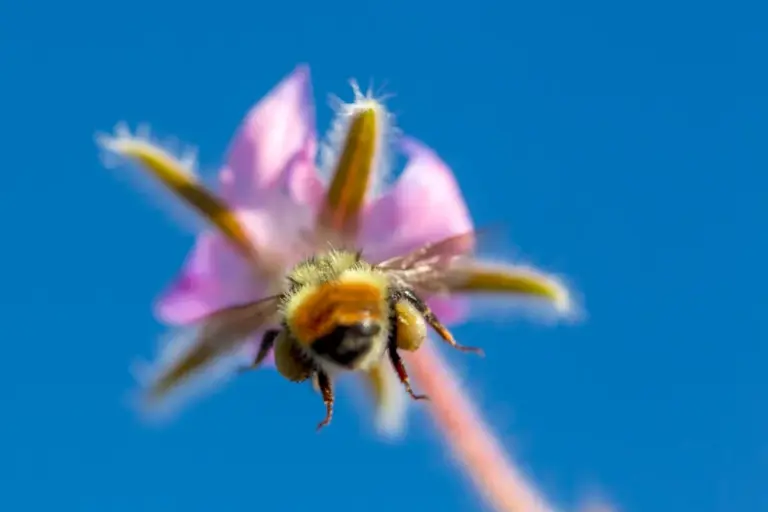 bee ultraviolet quantum physics nature macro