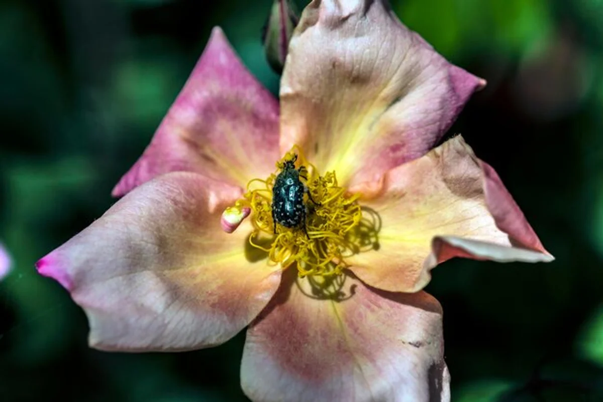 bee ultraviolet vision close up nature/flowers