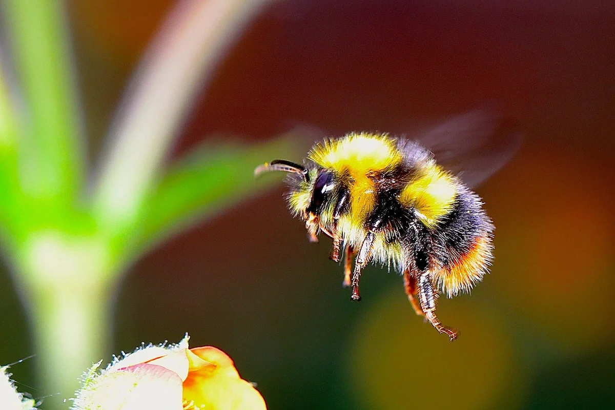 bee quantum physics pollination process macro