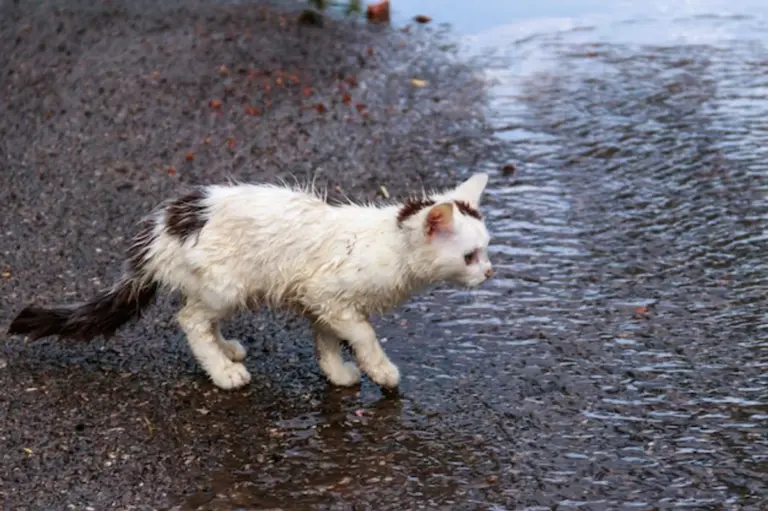 animals protecting themselves from rain