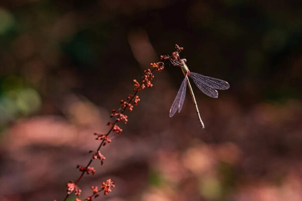 macro photograph forest insects germany