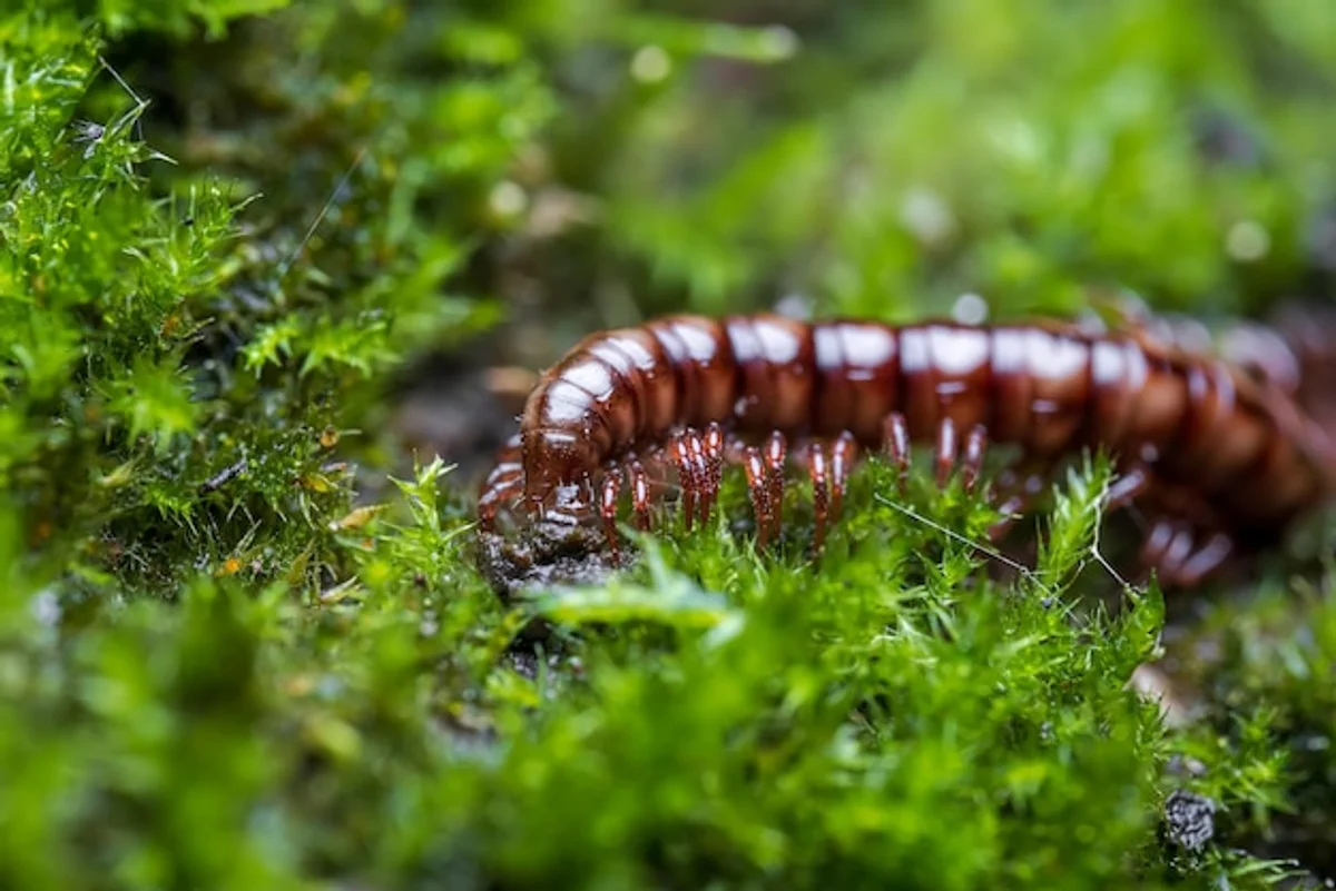 close up forest moss insects Germany