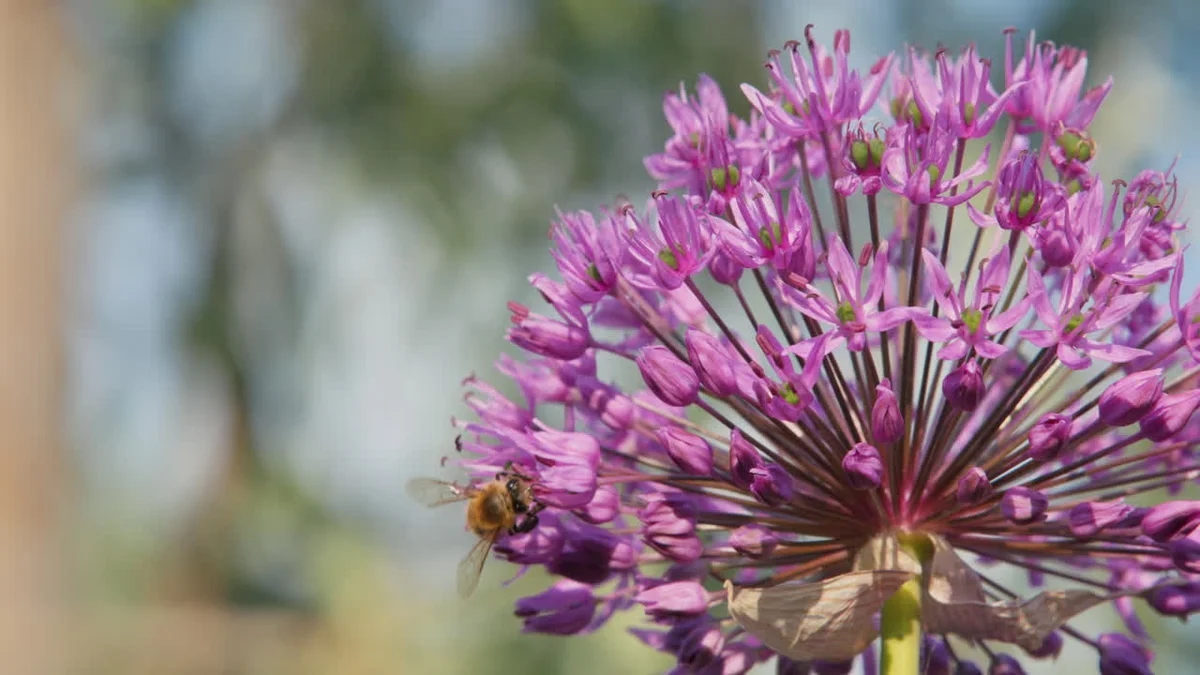 german forest wild bees macro