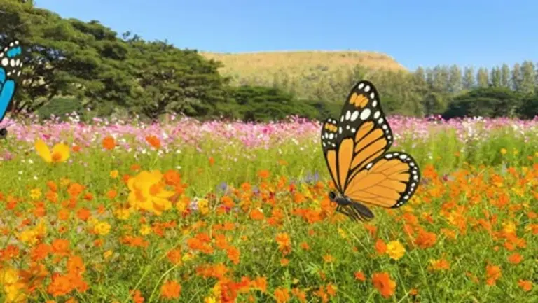 vibrant butterfly garden germany