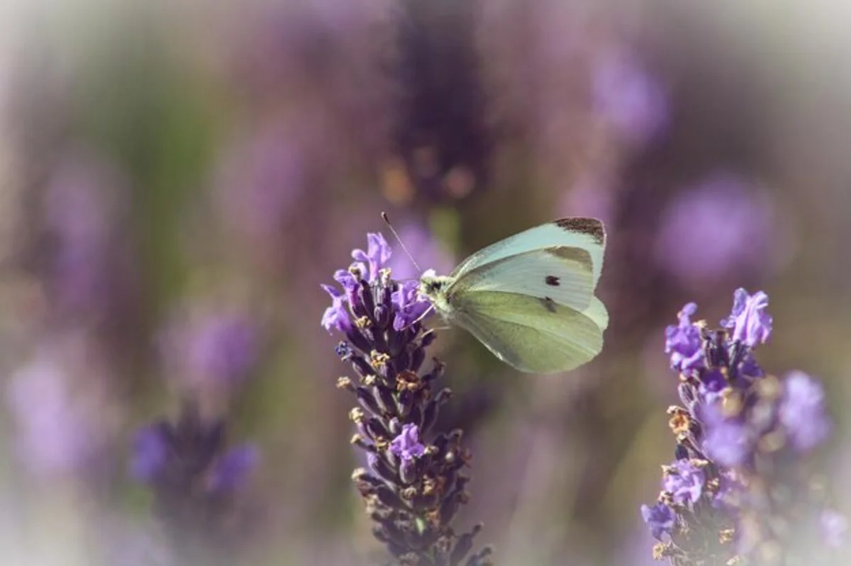 close up butterfly on blooming lavender