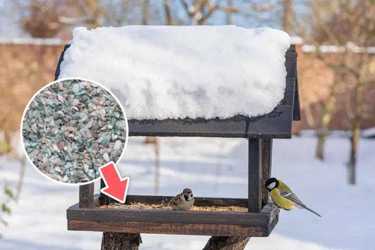backyard birds unhealthy feeding mistake winter germany