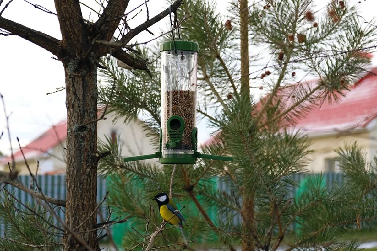 german backyard bird feeder mistake dirty unhealthy