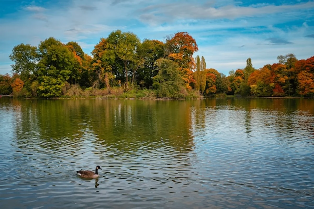 european birdwatching in german nature park early morning
