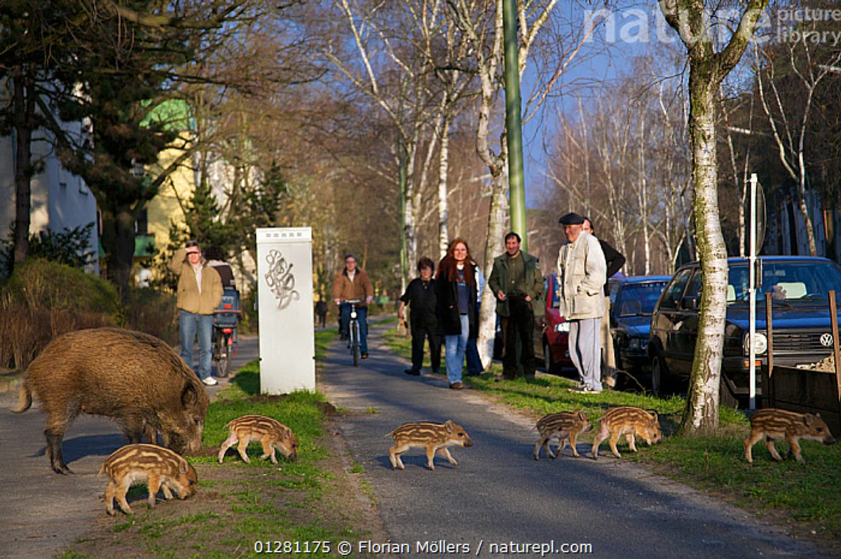 fox and wild boar in German city park, people observing, summer