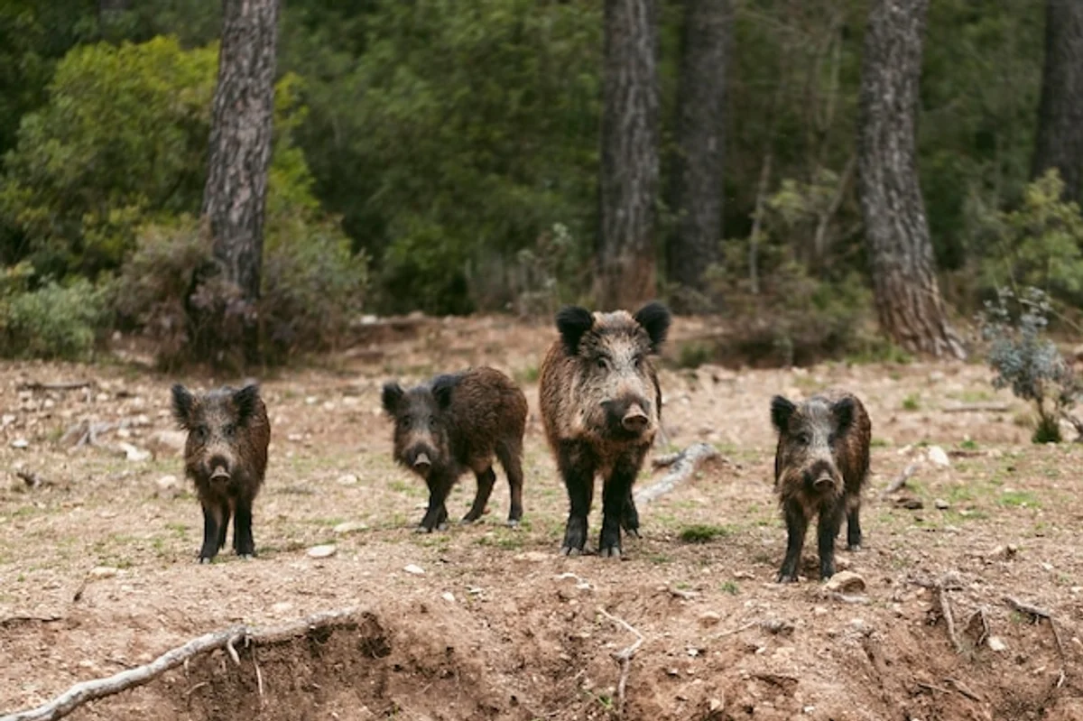 wild boar crowd urban germany park