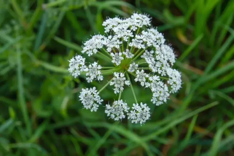 foraging wild herbs toxic lookalikes Germany