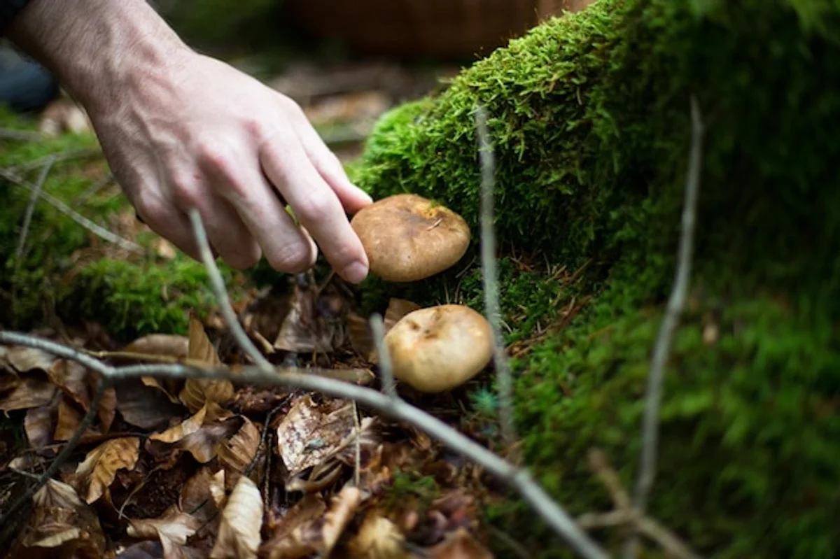 wild herbs foraging in nature Germany