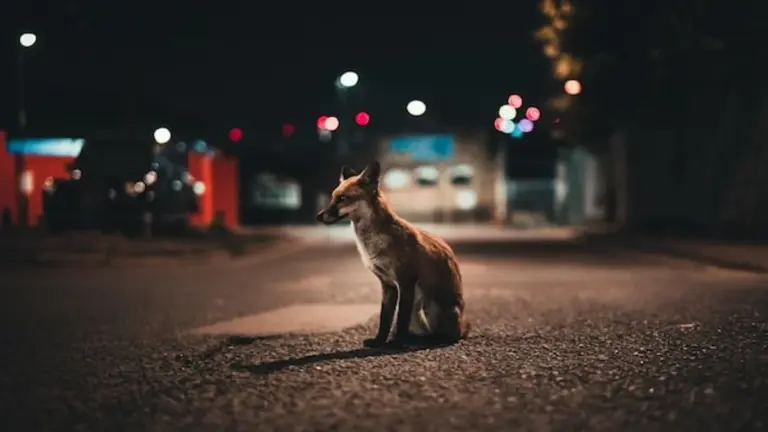 urban fox in germany night photography