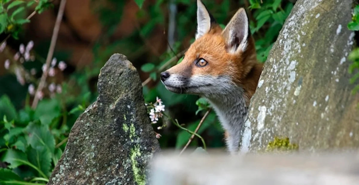 fox in german urban park daylight closeup