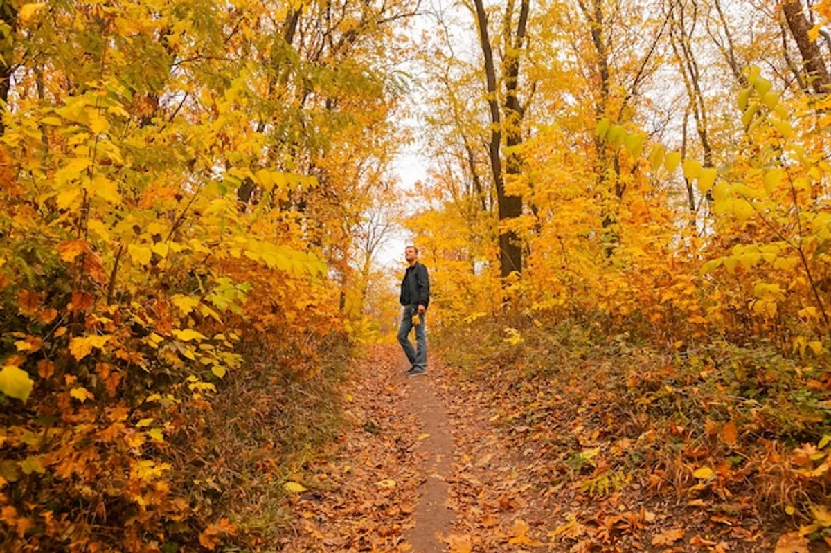 person walking through autumn forest with visible fallen leaves