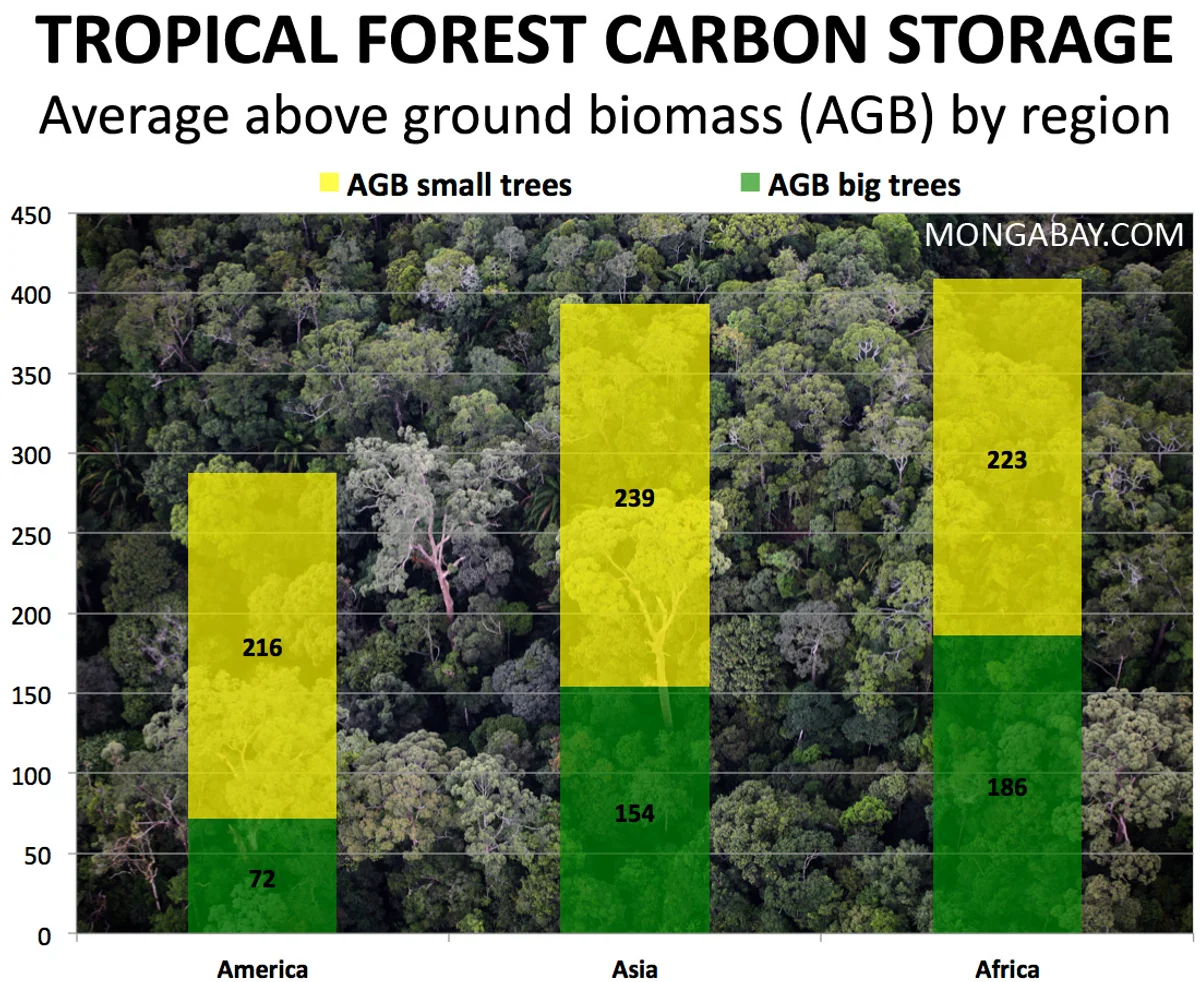 oak tree vs rainforest carbon storage comparison