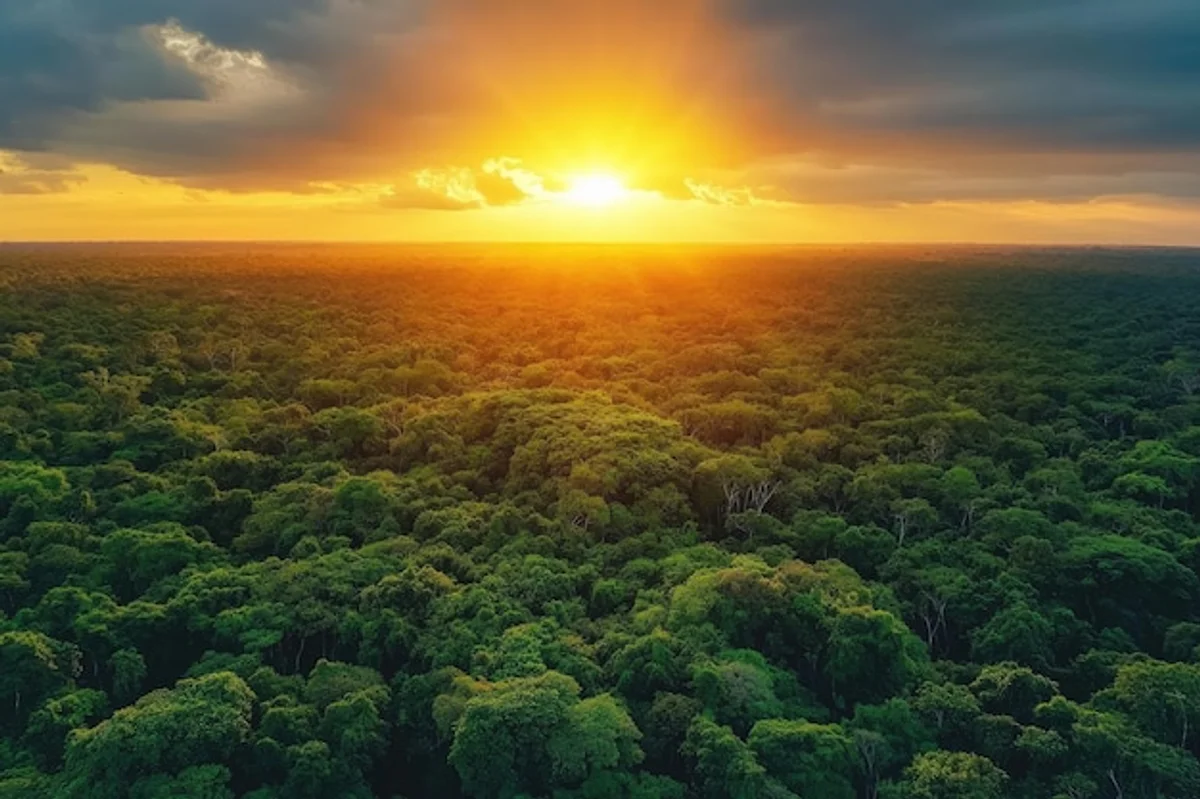 amazon rainforest canopy top view with sunrise