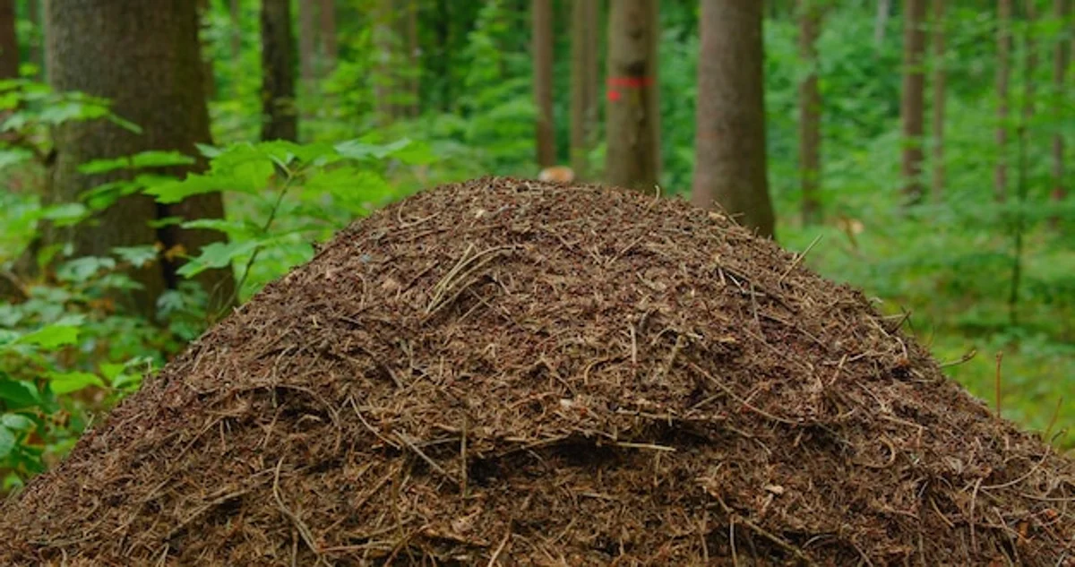 ant mound forest close up activity