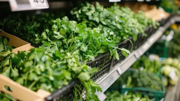 fresh German herbs market close up