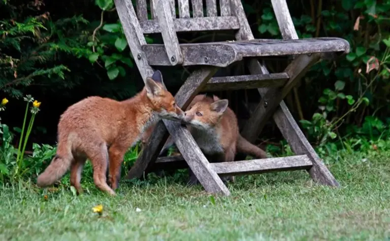urban fox hunting germany night street