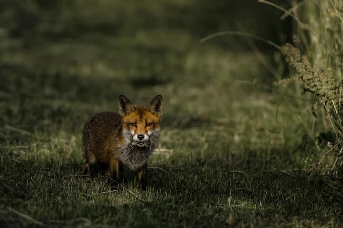urban red fox hunting at night