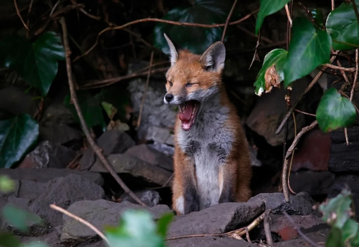 fox hiding in urban garden germany