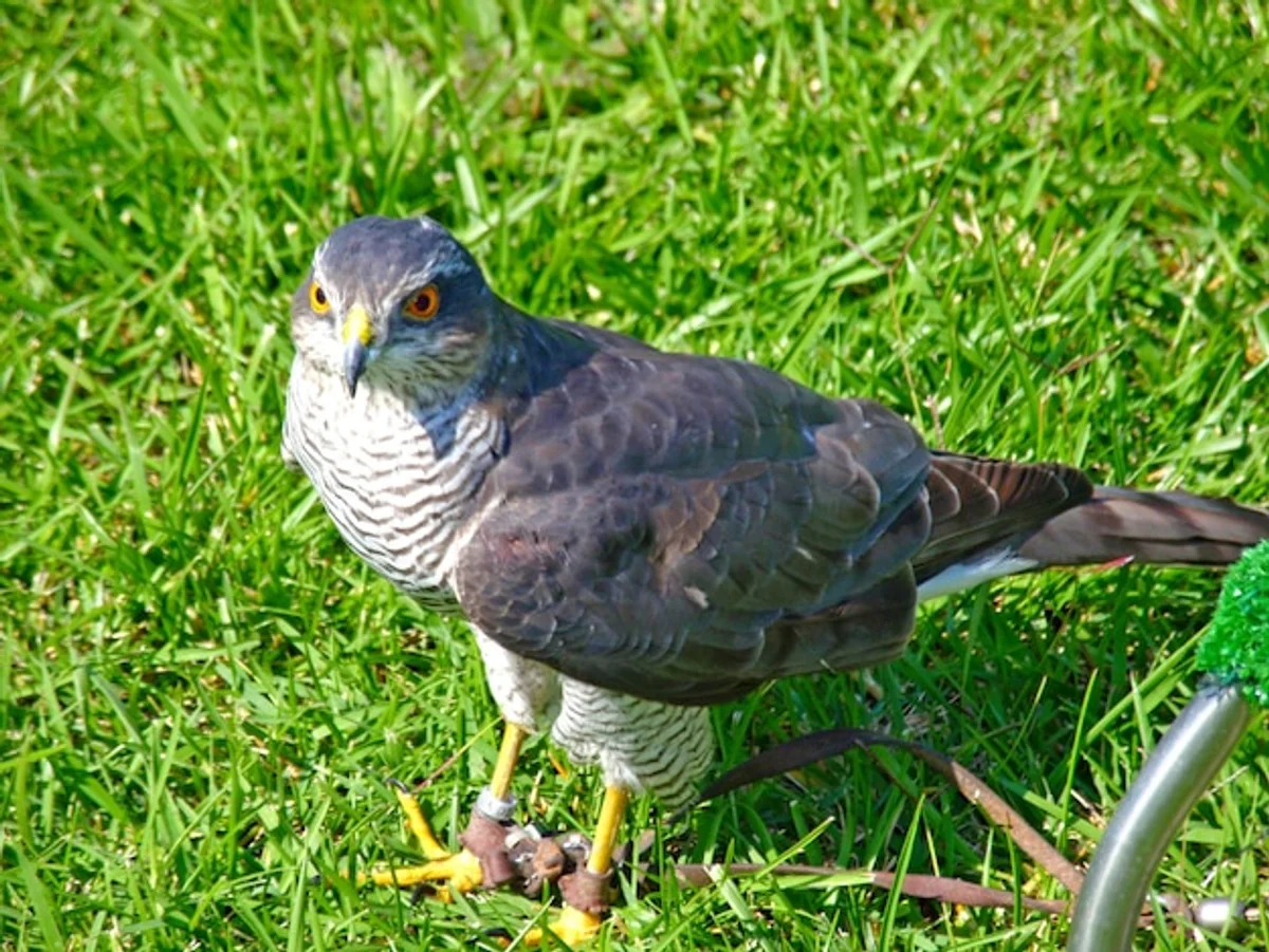 daytime owl hunting city park