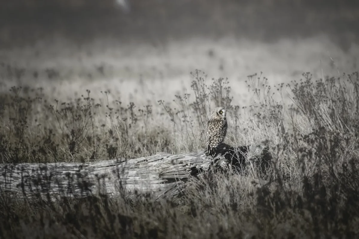 daytime hunting owl on field