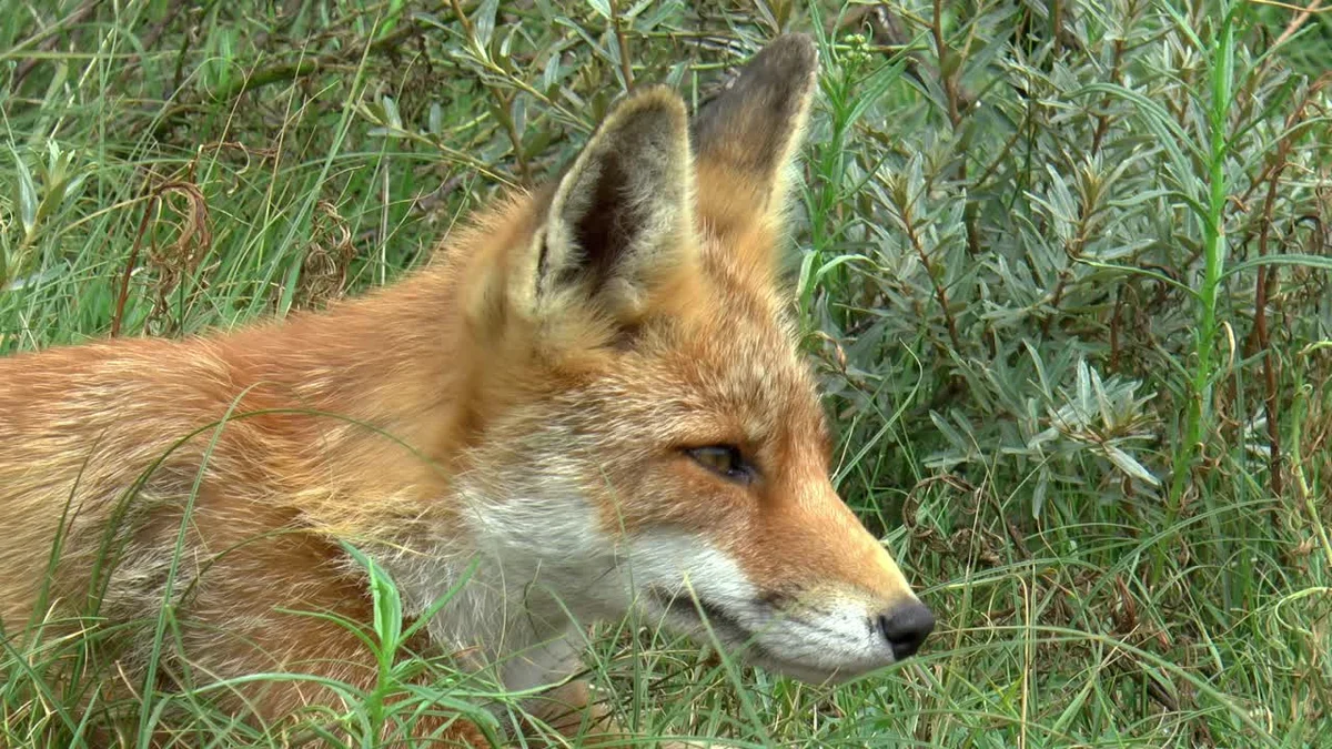german fox observing in the morning park