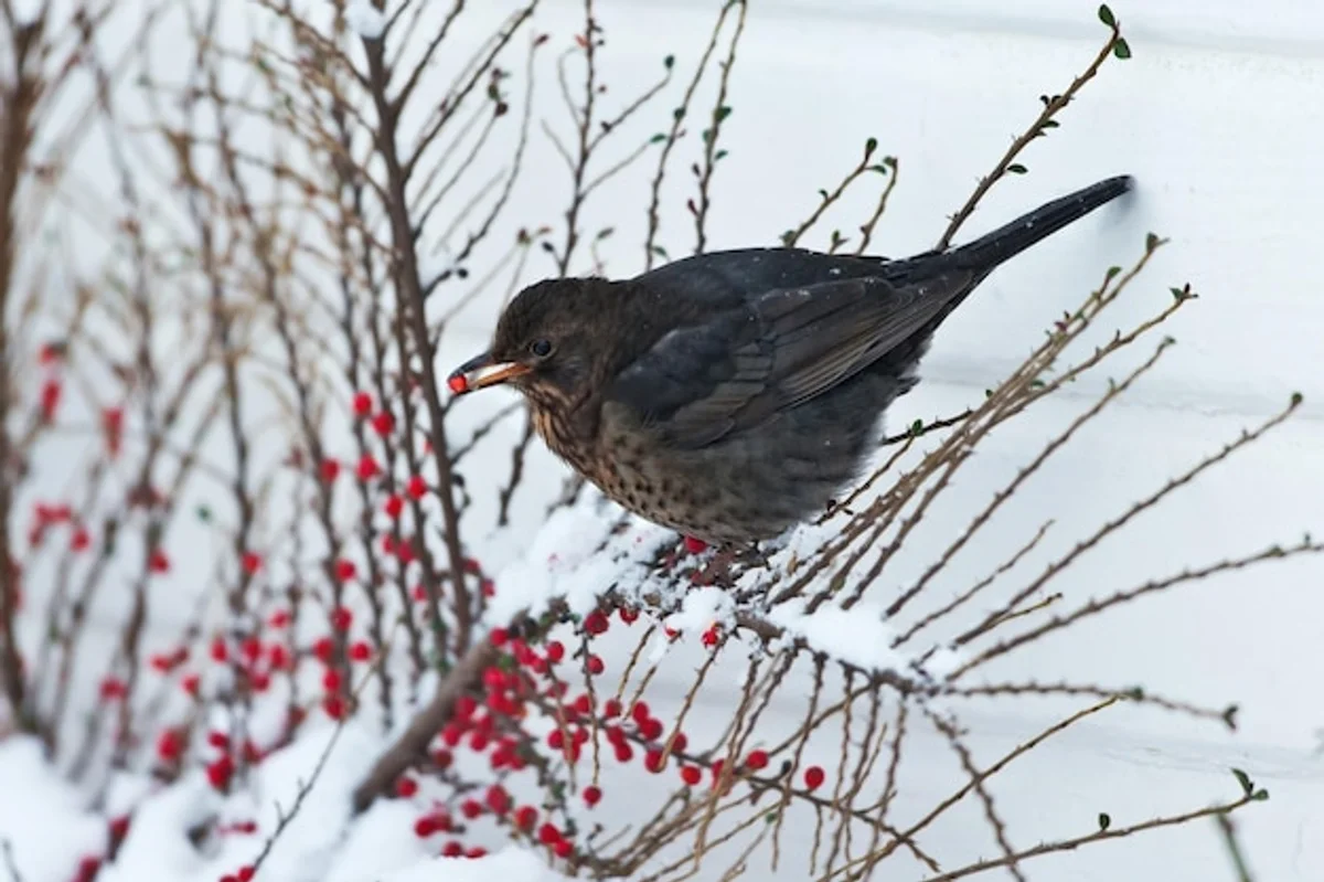european birds eating apples snow