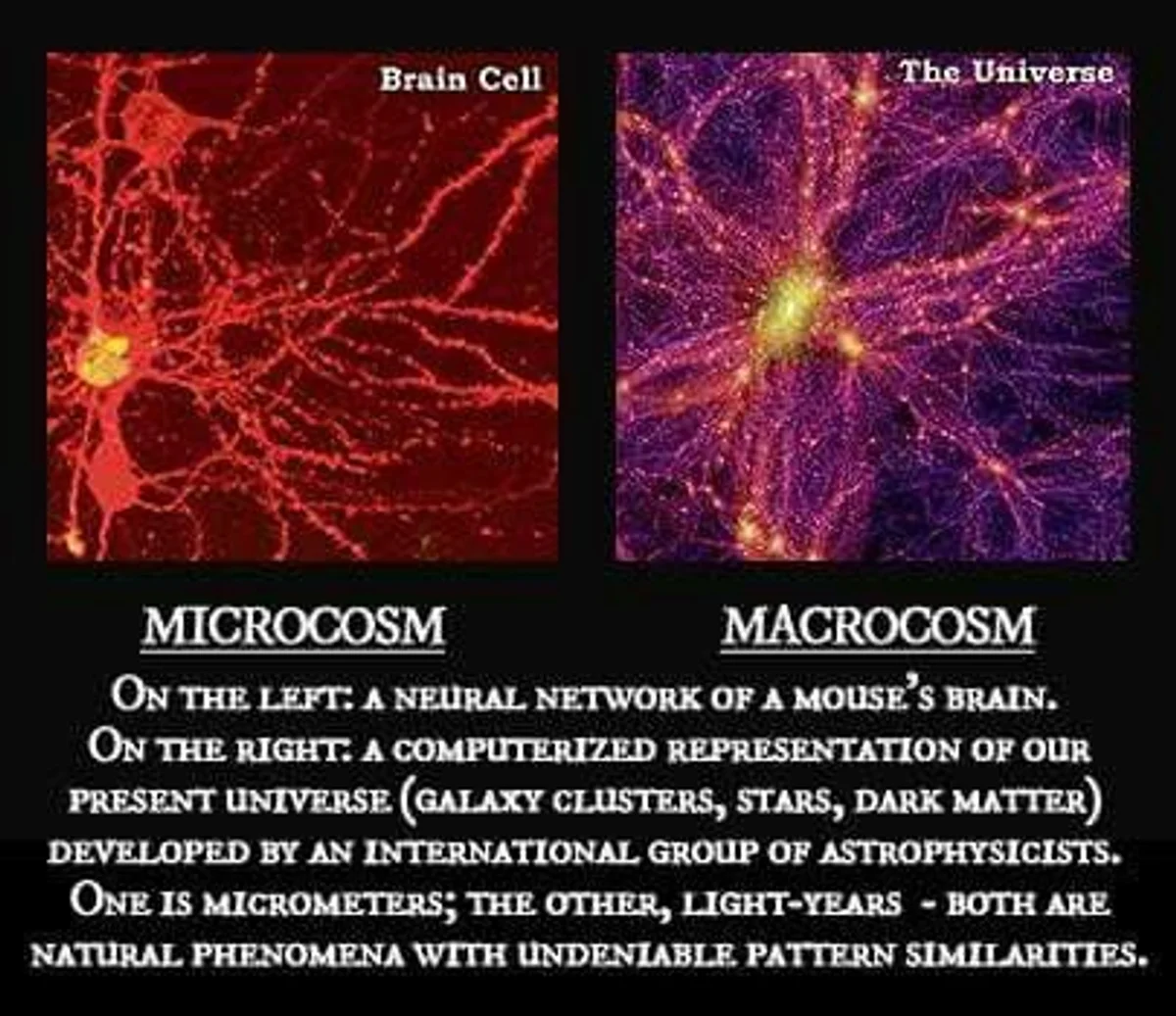 bacteria stars universe compare astronomy microcosm macrocosm