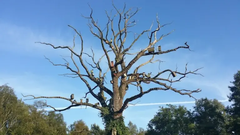 ancient oak tree forest longevity Germany