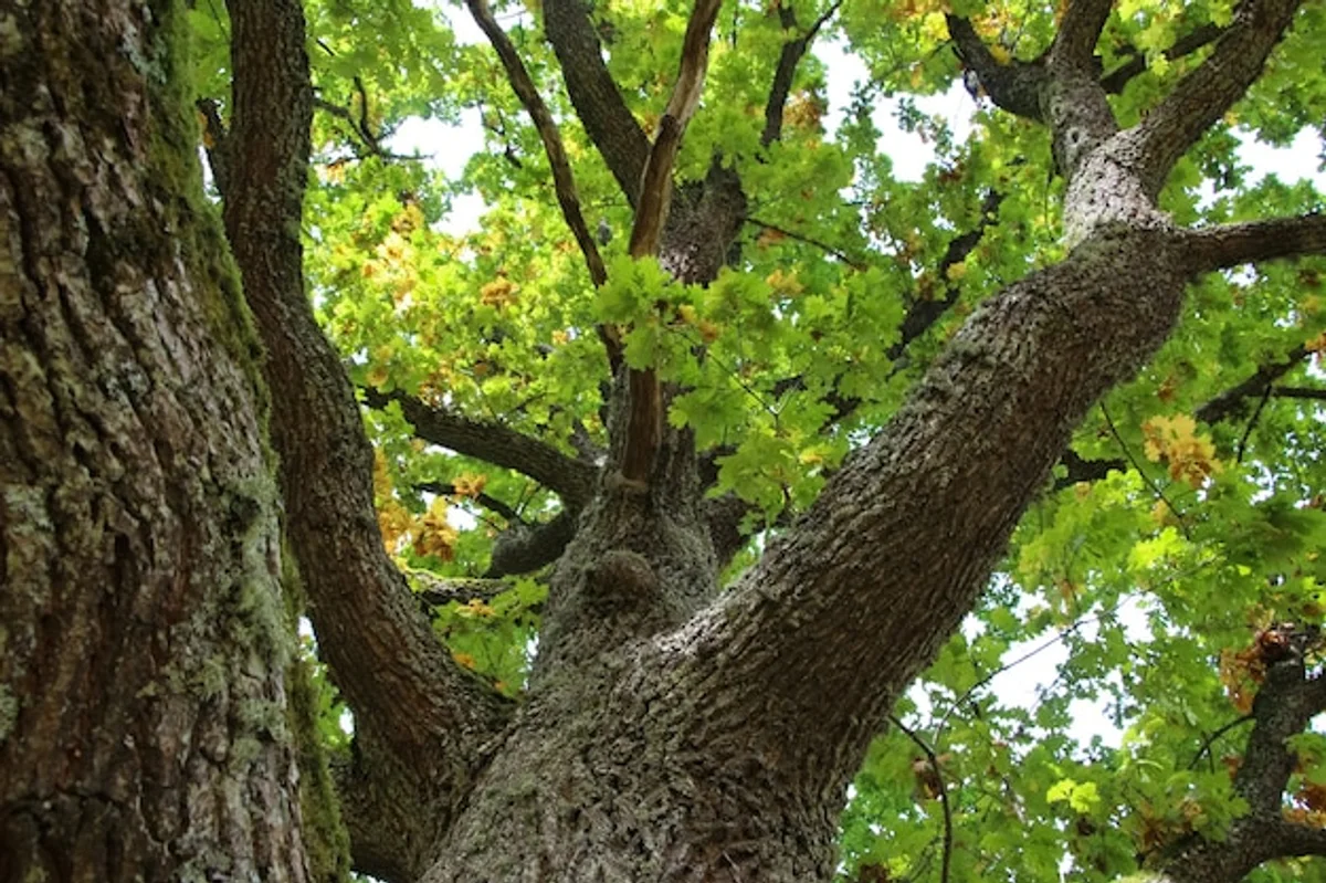 close up oak bark texture detail longevity