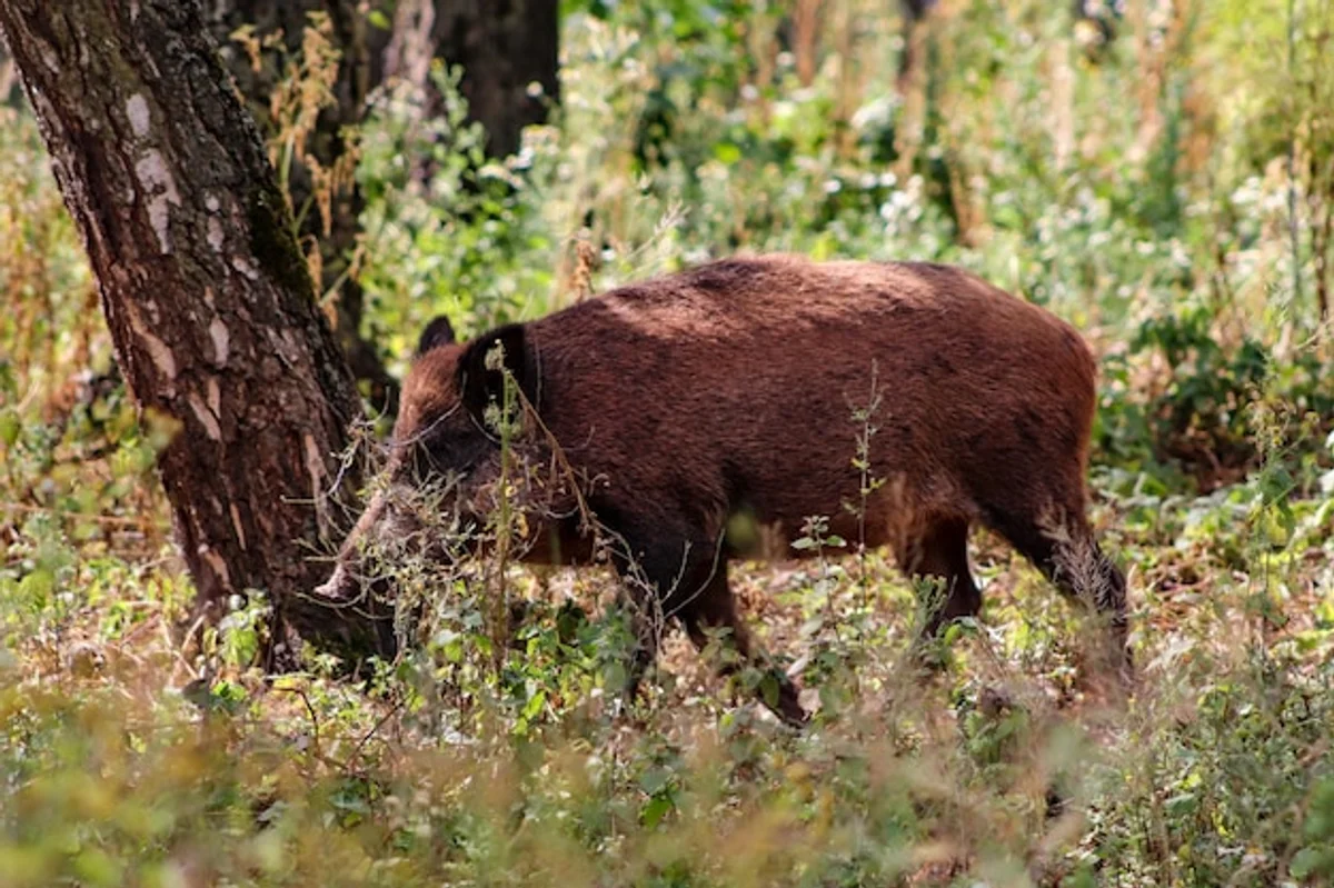 wild boar and roe deer on German farmland