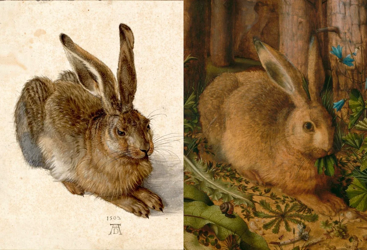 albrecht durer hare mysterious meaning detail