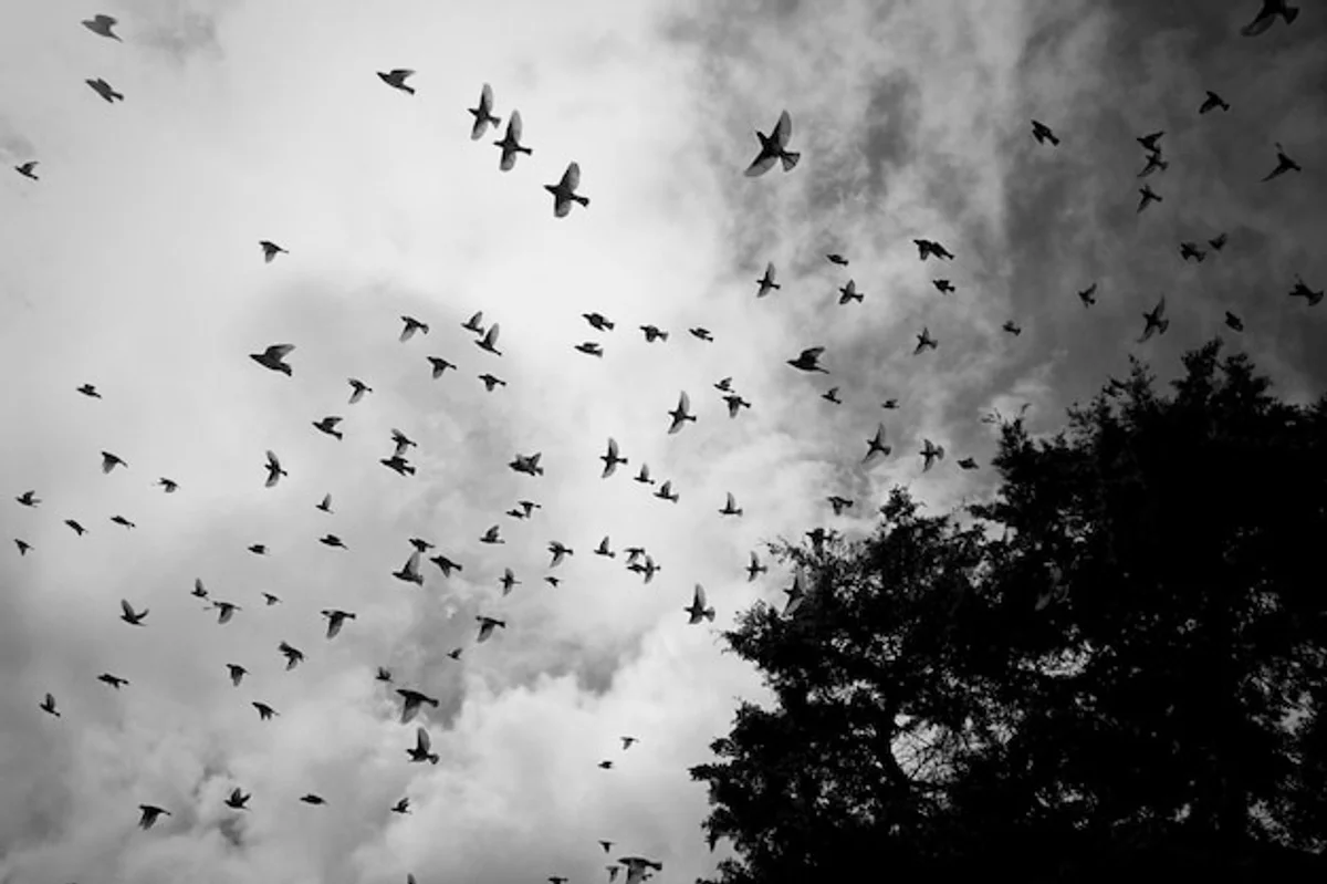 swallows migration black forest landscape