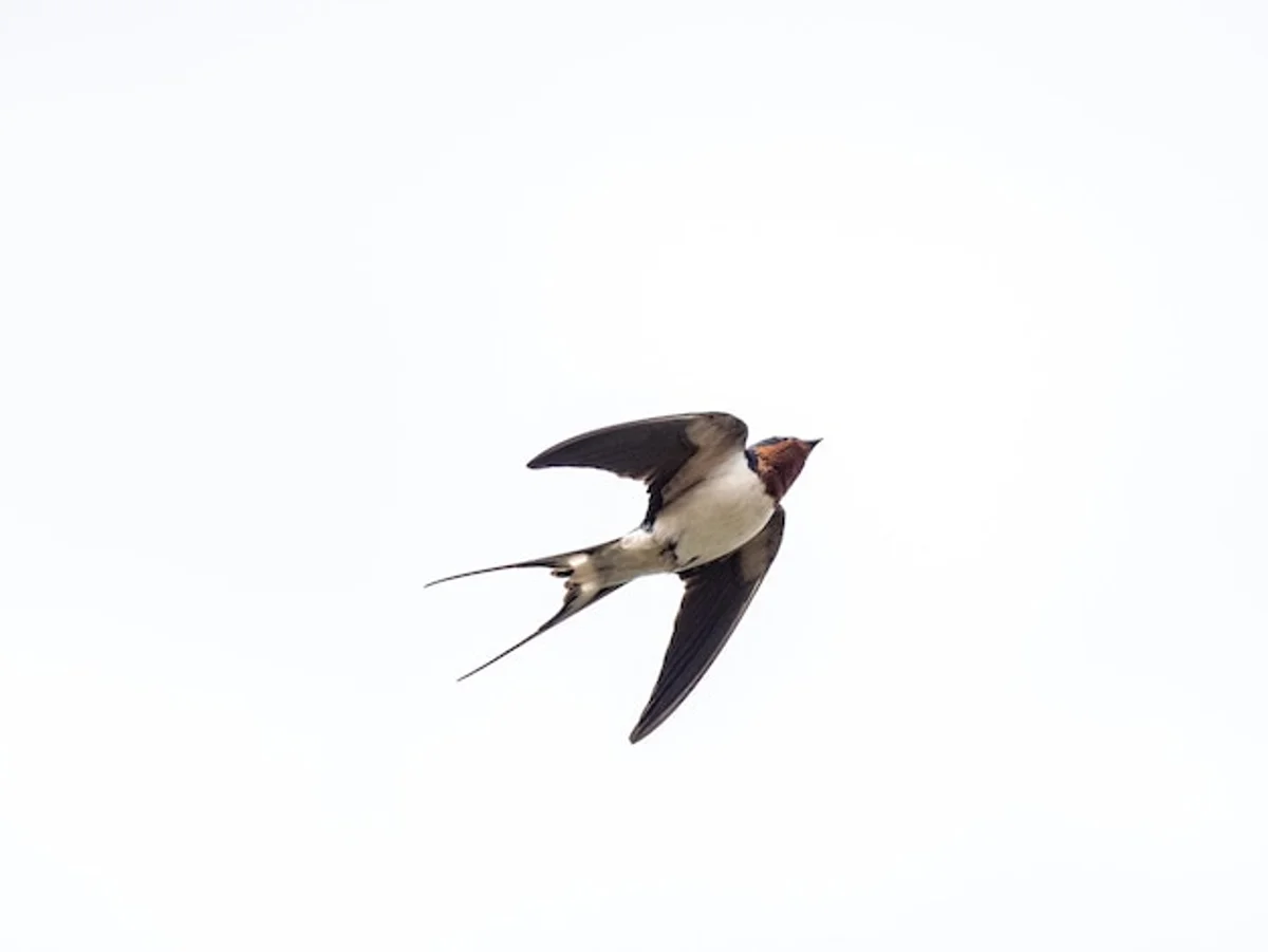 close up of barn swallow in flight