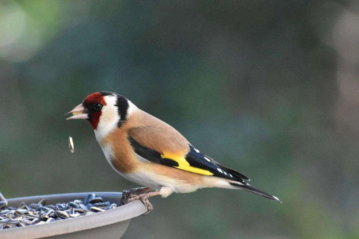european wild birds eating sunflower seeds from feeder, spring garden, Germany