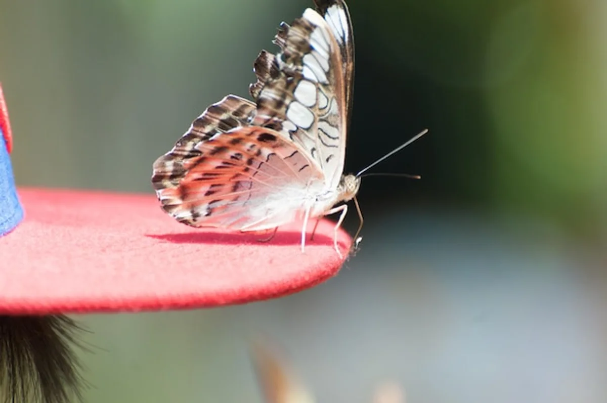 elderly person observing butterfly in garden
