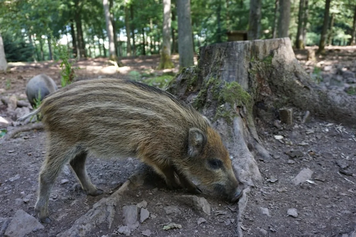 wild boar family in German forest