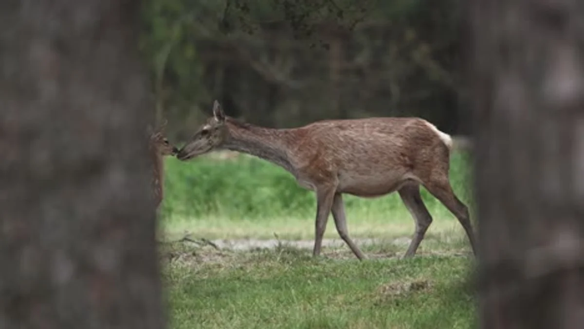 red fox and roe deer together edge of German forest