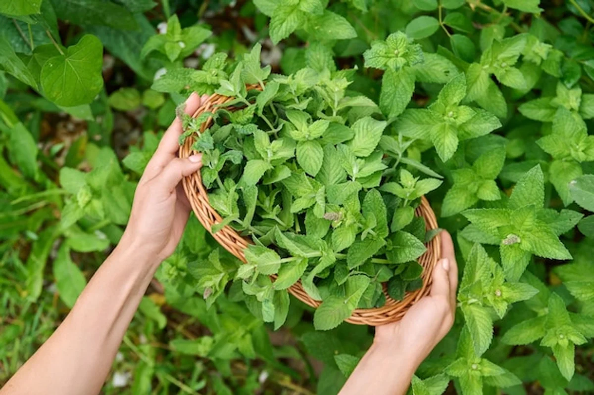 hand picking mint leaves in home garden