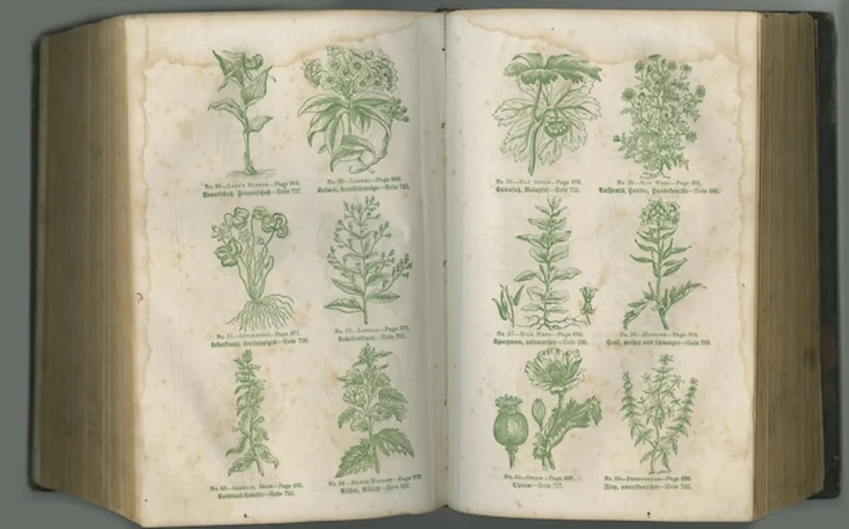 roman herbal medicine ancient herbs