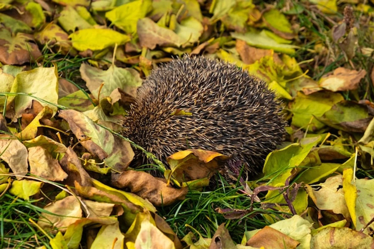 hedgehog in autumn leaves garden