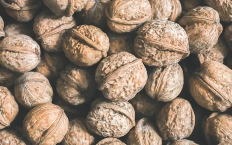 healthy walnut snack energy closeup