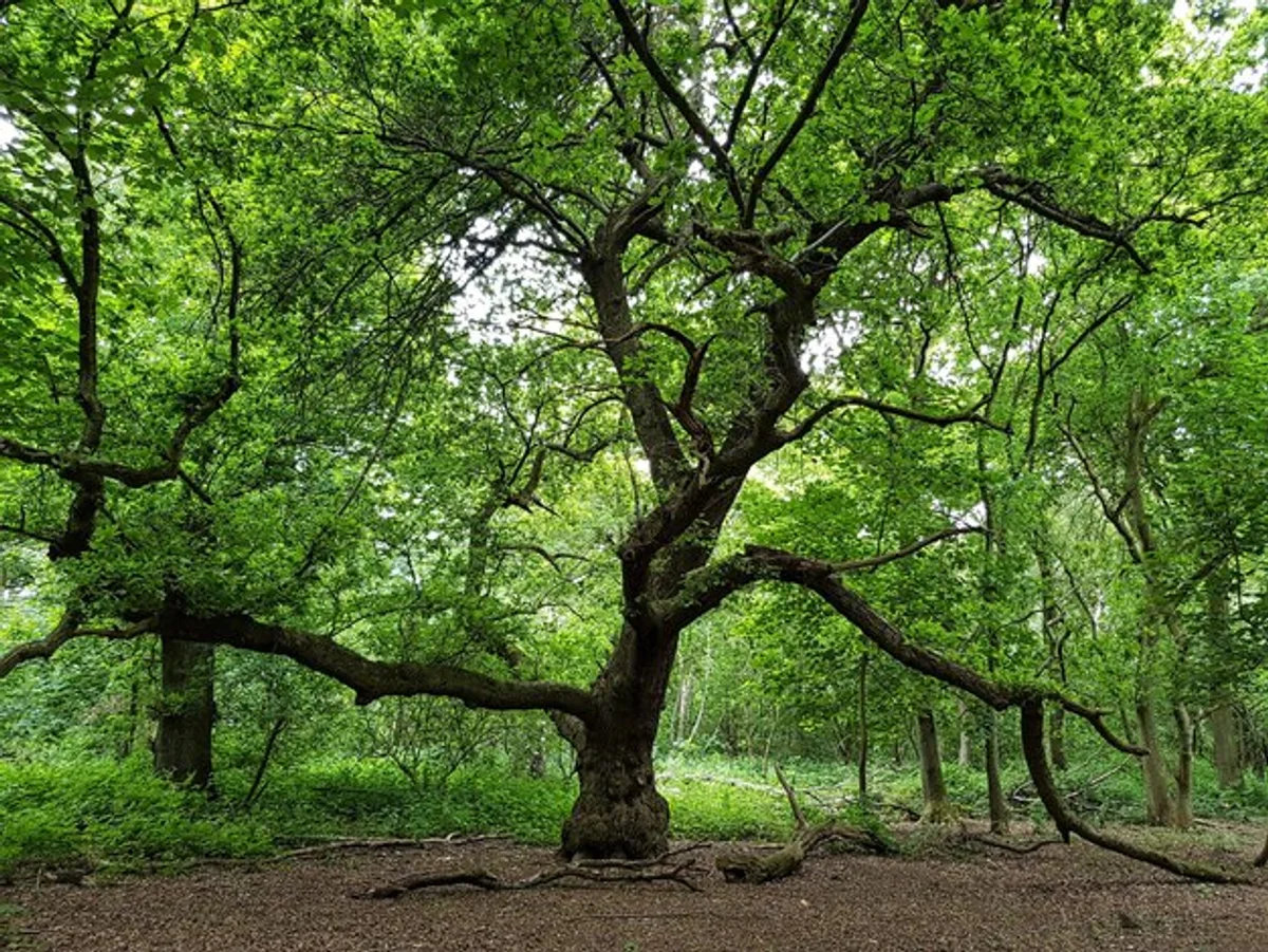 old walnut tree wildlife Germany