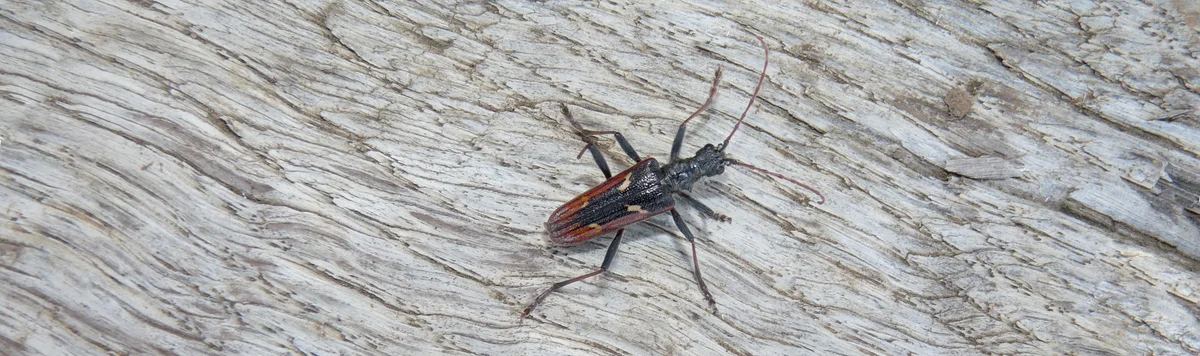 rare beetles deadwood Germany